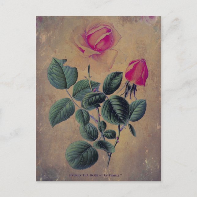 Tea Rose Grunge Postcard (Front)