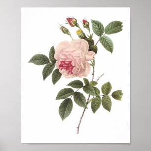 tea rose(Rosa indica) by Redouté Poster