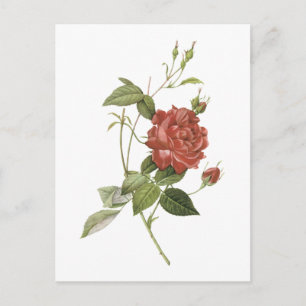 tea rose(Rosa indica cruenta) by Redouté Postcard