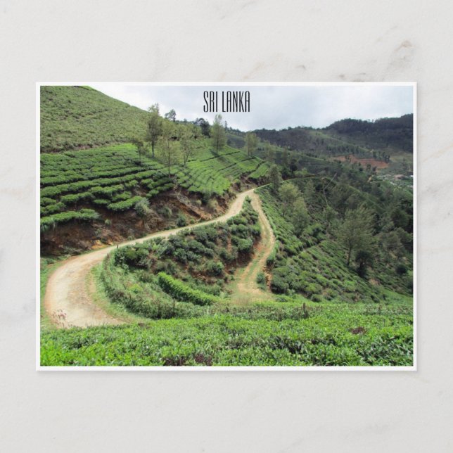 tea trails sri lanka postcard (Front)