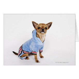 Teacup Chihuahua