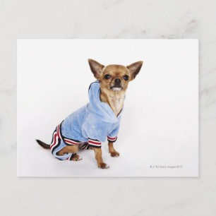 Teacup Chihuahua Postcard