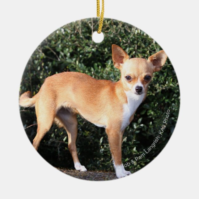 Teacup Chihuahua Puppy Ceramic Tree Decoration (Front)