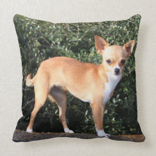 Teacup Chihuahua Puppy Cushion