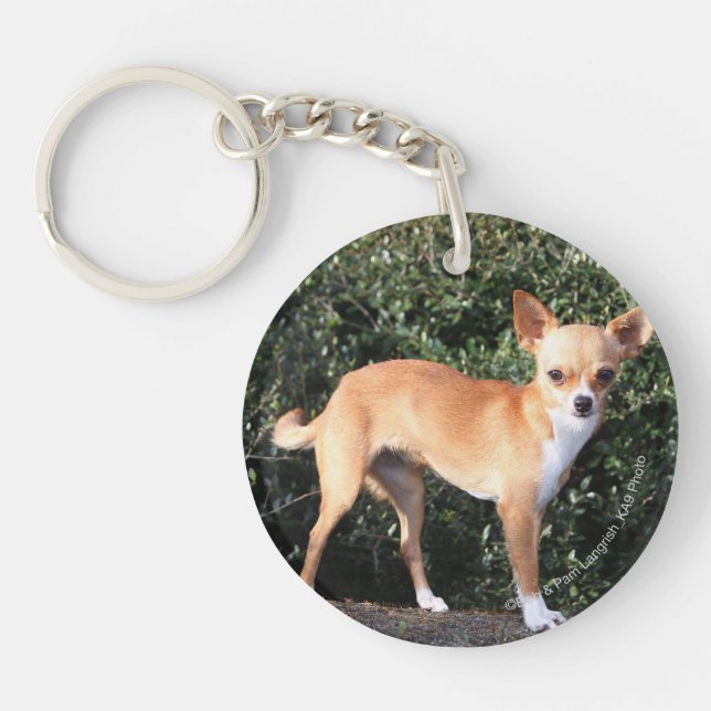 Teacup Chihuahua Puppy Key Ring (Front)