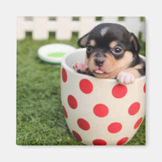 Teacup Chihuahua Puppy Magnet