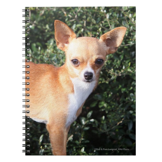 Teacup Chihuahua Puppy Notebook (Front)