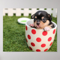 Looking for best sale a teacup chihuahua