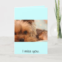 teacup yorkie puppy