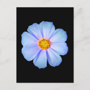 Teal Blue and Purple Daisy on Black Template Postcard