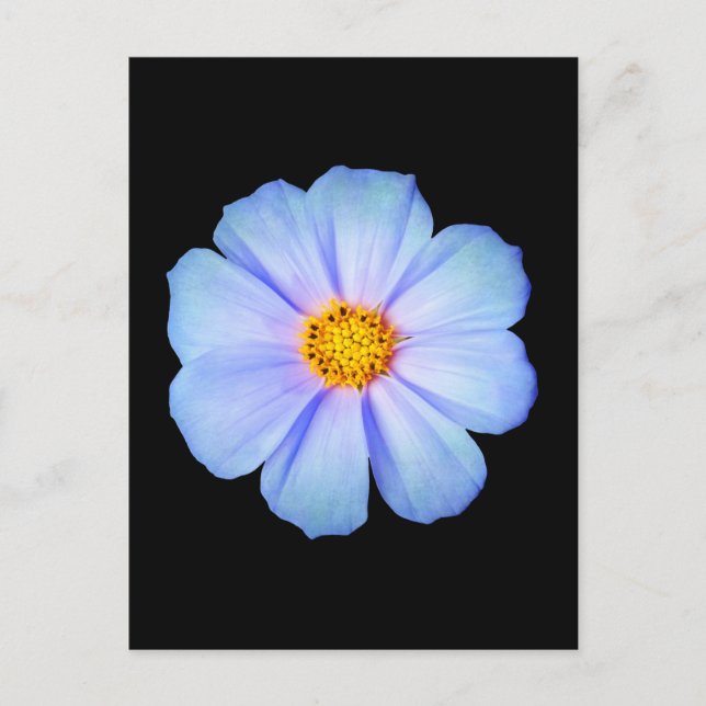Teal Blue and Purple Daisy on Black Template Postcard (Front)