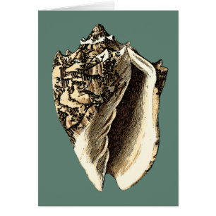 Teal Conch Shell