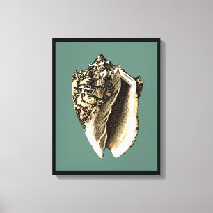 Teal Conch Shell Canvas Print