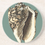 Teal Conch Shell Coaster<br><div class="desc">In this beautiful,  classic black and white conch shell,  you can see the shading of a natural seashell very sharp and clear.  You can image yourself at the beach hunting for shells or playing in the sand. Get this nautical styled teal conch shell art on your favourite products today!</div>