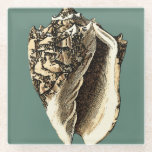 Teal Conch Shell Glass Coaster<br><div class="desc">In this beautiful,  classic black and white conch shell,  you can see the shading of a natural seashell very sharp and clear.  You can image yourself at the beach hunting for shells or playing in the sand. Get this nautical styled teal conch shell art on your favourite products today!</div>