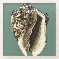 Teal Conch Shell