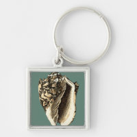 Teal Conch Shell