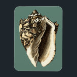 Teal Conch Shell Magnet<br><div class="desc">In this beautiful, classic black and white conch shell, you can see the shading of a natural seashell very sharp and clear. You can image yourself at the beach hunting for shells or playing in the sand. Get this nautical styled teal conch shell art on your favourite products today!</div>