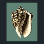 Teal Conch Shell Poster<br><div class="desc">In this beautiful, classic black and white conch shell, you can see the shading of a natural seashell very sharp and clear. You can image yourself at the beach hunting for shells or playing in the sand. Get this nautical styled teal conch shell art on your favourite products today!</div>