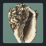 Teal Conch Shell Square Wall Clock<br><div class="desc">In this beautiful,  classic black and white conch shell,  you can see the shading of a natural seashell very sharp and clear.  You can image yourself at the beach hunting for shells or playing in the sand. Get this nautical styled teal conch shell art on your favourite products today!</div>