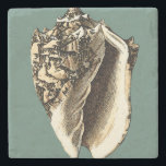 Teal Conch Shell Stone Coaster<br><div class="desc">In this beautiful,  classic black and white conch shell,  you can see the shading of a natural seashell very sharp and clear.  You can image yourself at the beach hunting for shells or playing in the sand. Get this nautical styled teal conch shell art on your favourite products today!</div>