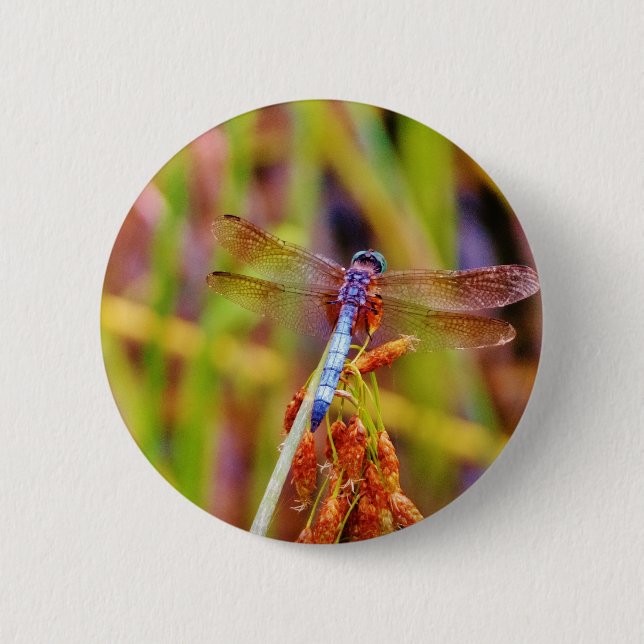 Teal Dragonfly on sedge 6 Cm Round Badge (Front)