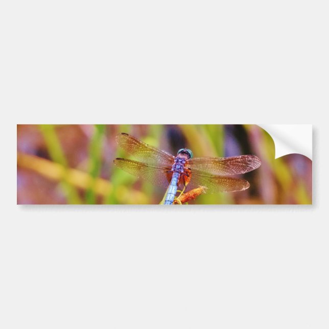 Teal Dragonfly on sedge Bumper Sticker (Front)