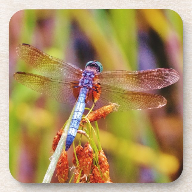 Teal Dragonfly on sedge Coaster (Front)