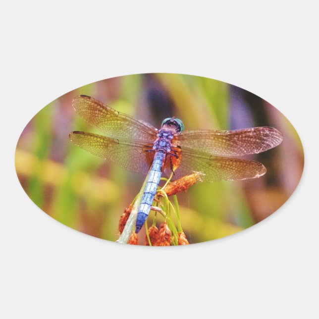 Teal Dragonfly on sedge Oval Sticker (Front)
