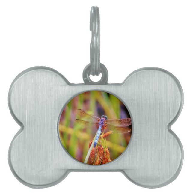 Teal Dragonfly on sedge Pet ID Tag (Front)