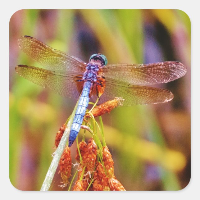 Teal Dragonfly on sedge Square Sticker (Front)
