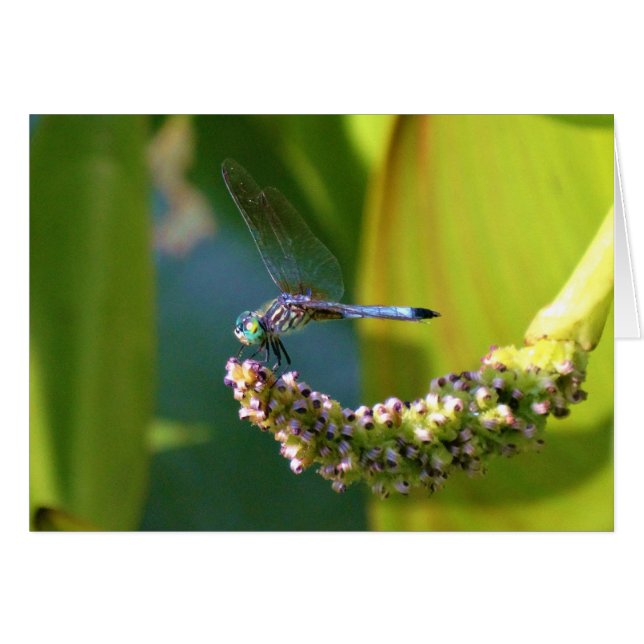 Teal eyed Dragonfly (Front Horizontal)