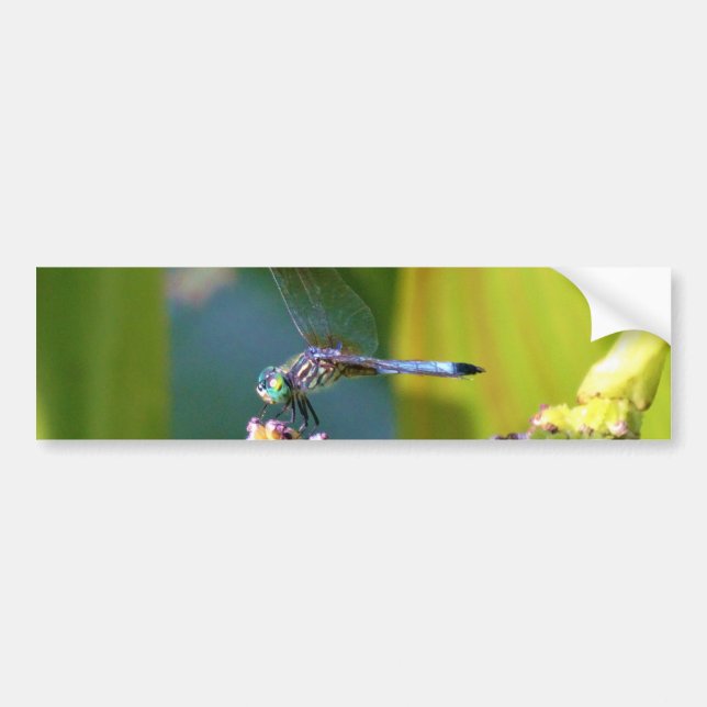 Teal eyed Dragonfly Bumper Sticker (Front)