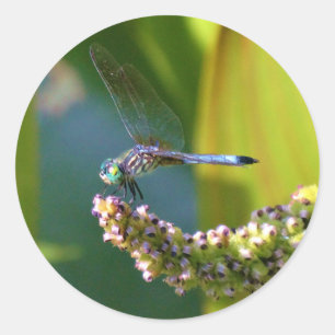 Teal eyed Dragonfly Classic Round Sticker