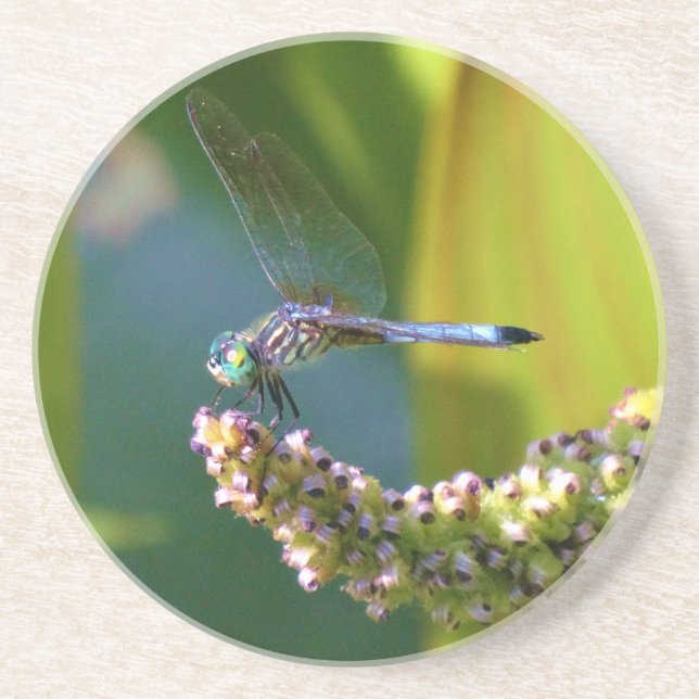 Teal eyed Dragonfly Coaster (Front)