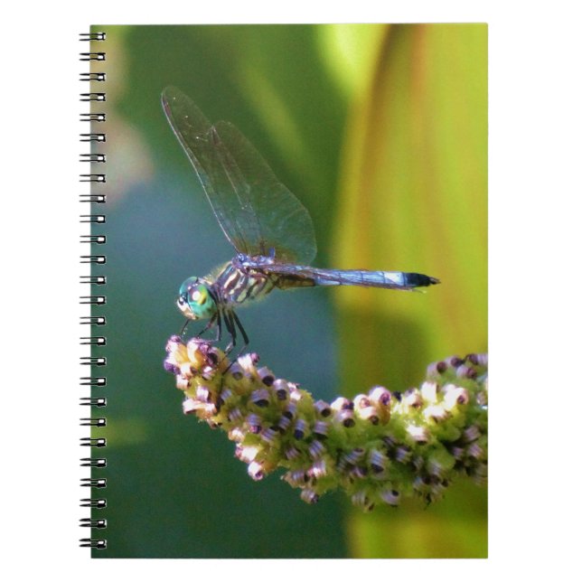 Teal eyed Dragonfly Notebook (Front)