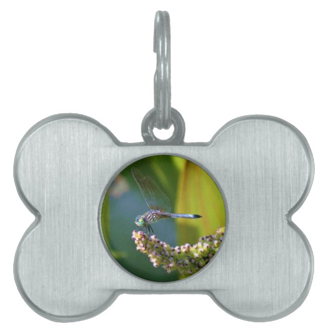 Teal eyed Dragonfly Pet Tag (Front)