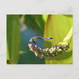 Teal eyed Dragonfly Postcard