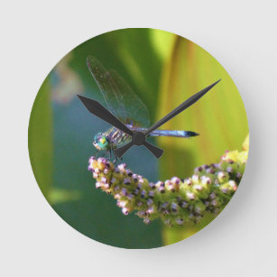 Teal eyed Dragonfly Round Clock