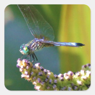 Teal eyed Dragonfly Square Sticker