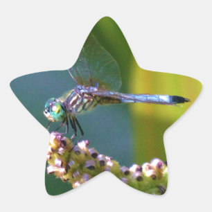 Teal eyed Dragonfly Star Sticker