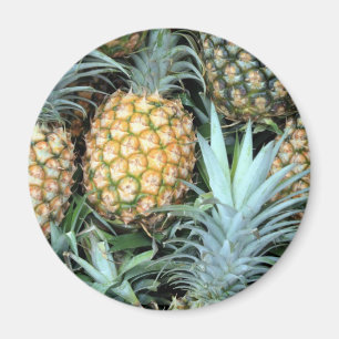 Teal, Green and Golden Hawaiian Pineapples Magnet