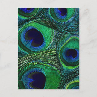 Teal Green Blue Peacock Feather Print / Pattern Postcard
