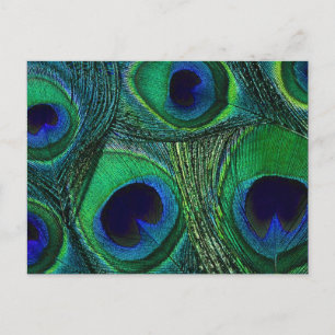 Teal Green Blue Peacock Feather Print / Pattern Postcard