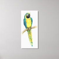 Teal Macaw