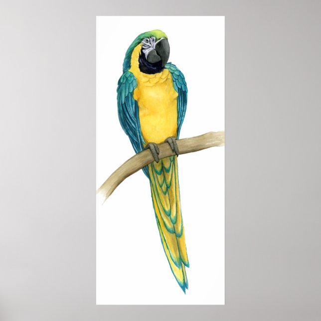 Teal Macaw Poster (Front)