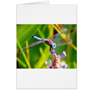 Teal & purple Dragonfly
