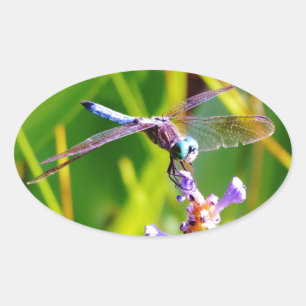 Teal & purple Dragonfly Oval Sticker