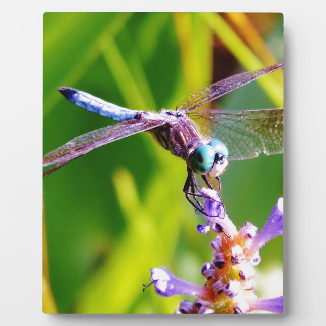 Teal & purple Dragonfly Plaque (Front)