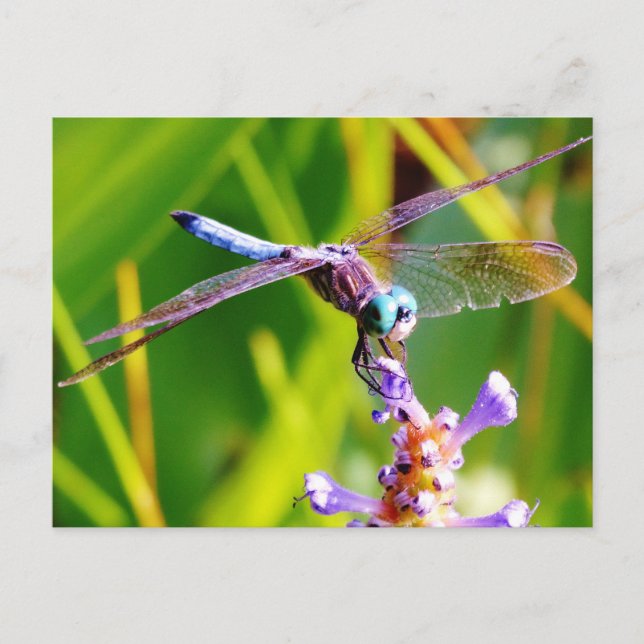 Teal & purple Dragonfly Postcard (Front)